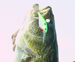 High Action Cranks For Walleye